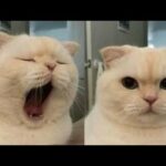 Cute Baby Cats Video Compilation Cute Moment Of The Cats #7 Meri Gori Billi