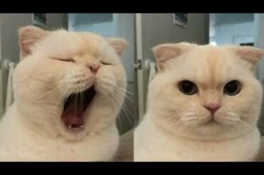 Cute Baby Cats Video Compilation Cute Moment Of The Cats #7 Meri Gori Billi