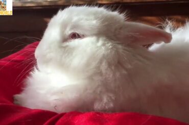 Funny Baby Bunny Rabbit Videos Compilation   Cute Rabbits