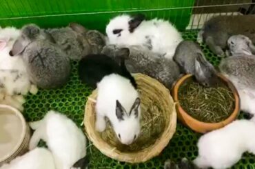 #Funny #Cute #Animal #Rabbit #Farming  #2
