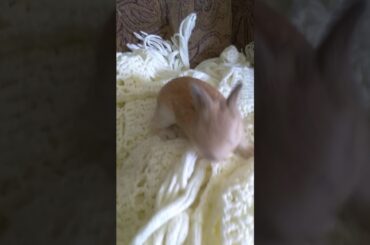 Cute brown baby bunny