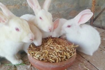 pure white rabbit | white bunny rabbit