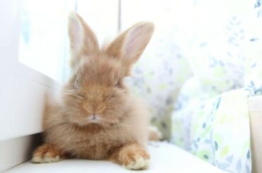 Baby Bunny Wants to Sleep!