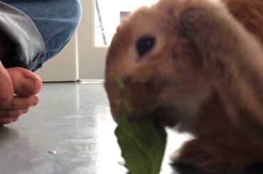 asmr bunny eating