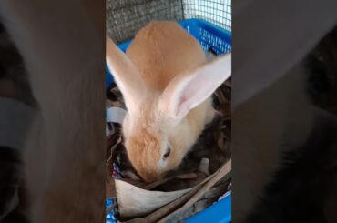 7 days old super cute baby bunnies