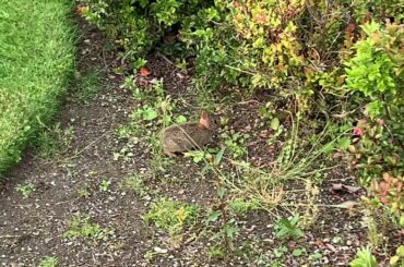 Natures gift | beautiful baby bunny rabbit and deer