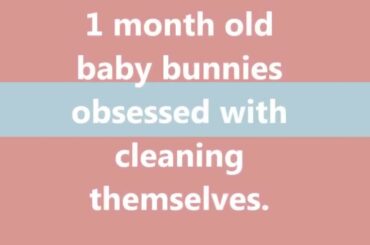 1 month old baby bunnies obsessed with cleaning themselves.