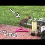 Bunny Gently Nibbling On Plants And Hopping
