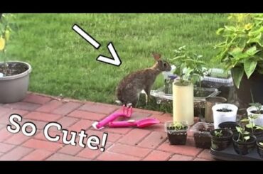 Bunny Gently Nibbling On Plants And Hopping