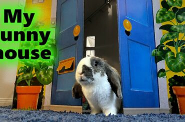 Rabbit gets a NEW House