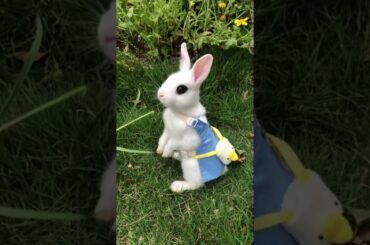 Pyara sa khargosh ( CUTE RABBIT )