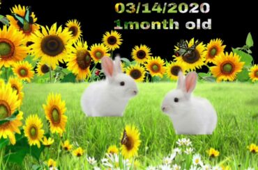 FUNNY & CUTE BABY BUNNY RABBIT: Compilation Videos from 1month old to 4months old “OREO❤️SNOW”