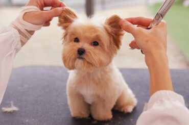 다시 한번 말하지만, 토끼는 미용하지 않습니다🐰
