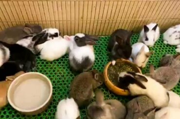 #Funny #Cute #Animal #Rabbit #Farming