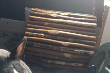 I Made a Long Tunnel for My Bunny