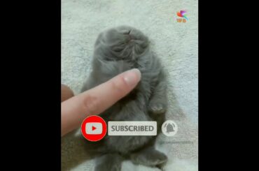 Top 10 cute rabbit's🐰