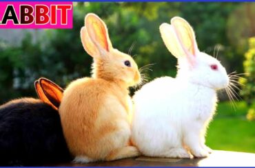 Rabbit,Cute Rabbit,Rabbit Baby,Rabbit Playing,Funny Rabbit Video,Rabbit Video,Click A2Z, Khargosh,
