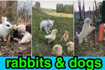 Rabbits and Dogs cute cute children's dogs cute rabbits friends