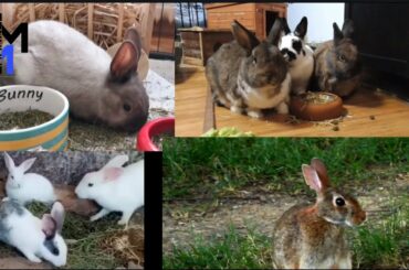 Rabbit,Pet,Cute Rabbit,Dinner Rabbit,Park,Nature, Rabbit,Adoption,Apple Rabbit,Chuck's,Pet