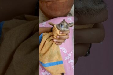 Feeding Milk To A Baby Rabbit- Never Seen Before/Cute Baby Rabbit Feeding