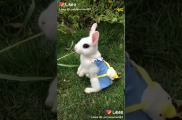 Cute rabbit