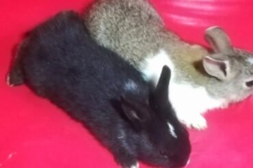 My Rabbit baby's | Rabbit| my pet | cute rabbit babys | Rabbit farming in Pakistan angora rabbits