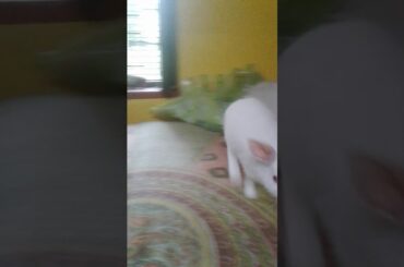 My cute  bunny video 😁😀💏