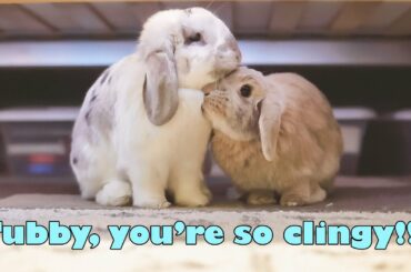 Stress relief | BEST FRIENDS | Tubby follows Apple everywhere - ASMR - Cute bunnies