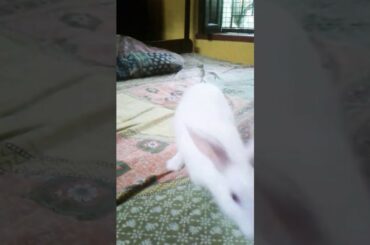 My cute  bunny video 😙