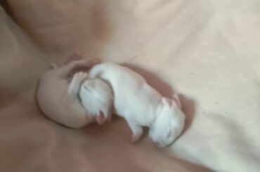 Newborn cute rabbit babies