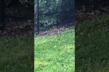 Cute Bunny Enjoying Green Leaves