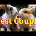 Funny and cute baby, Bunny Rabbits, most Rabbit Couple أرنب جميل يلعب مع رفيق حياته