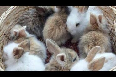 Eating challenge cute bunnies teams