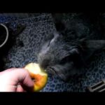 Rabbit - cute bunny eating apple