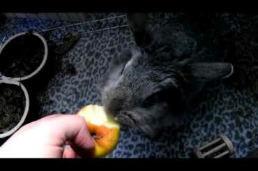 Rabbit - cute bunny eating apple