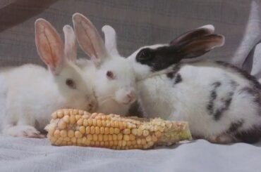 Funny Baby Bunny Rabbit Video Compilation /Cute Rabbit Eating Corn 🌽
