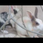 Funny Baby Bunny Rabbit Playing Videos || Cute Rabbits Compilation 2020