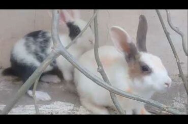 Funny Baby Bunny Rabbit Playing Videos || Cute Rabbits Compilation 2020