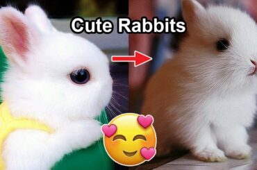 🤣 TRY NOT TO LAUGH CHALLENGE🤣  - Funny and Cute Baby Bunny Rabbit Compilation Videos EVER 2020