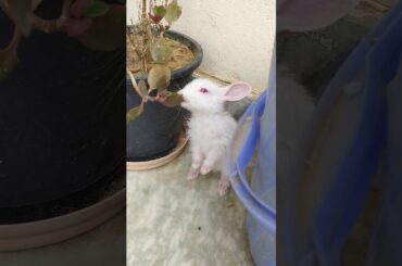 Cute rabbit movement