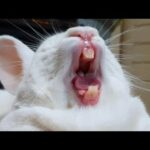 Bunny Yawning Compilation Part 2