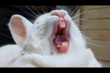 Bunny Yawning Compilation Part 2