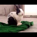 cute and sweet rabbit