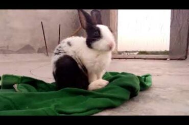 cute and sweet rabbit