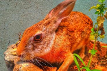 My cute rabbit kid tech telugu