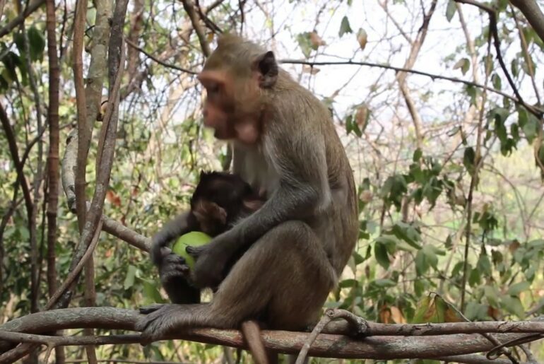 Monkeys -  Monkeys Life In The Jungle [Nature Life]