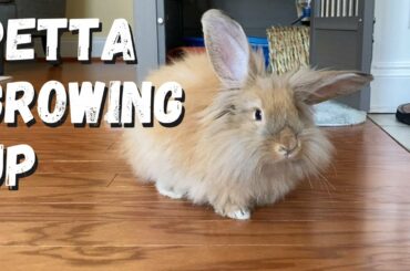 Petta the Rabbit is Growing Up - Cute Fluffy and Fast
