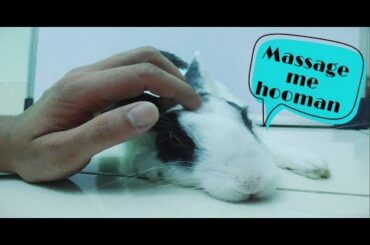 Rabbit loves to get massage by me.