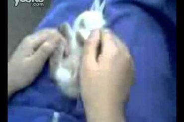 Cutest baby bunny ever