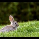 Nice Music and Cute Rabbits Eating Grass in the Park in London UK, June 2020
